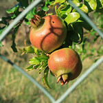 Ripening pomegranates in Slano