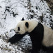 Panda. Beijing Zoo. China