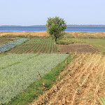 Agriculture near Karavasta lagoon