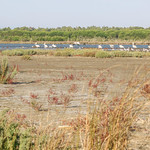 Dalmatian pelicans near Karavasta Lagoon