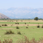 Rural landscape south of Shkodër