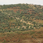 Olive gardens in the hills above Vlorë