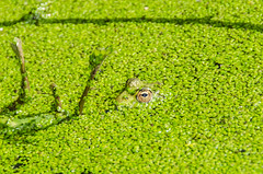 Can you spot a frog?