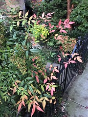 Leaves changing color, plant in front garden, S Street NW near Logan Circle, Washington, D.C.