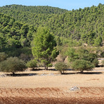 Rural landscape in the Argolid countryside