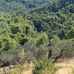 Pines and olives