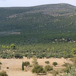 Argolid Peninsula hills