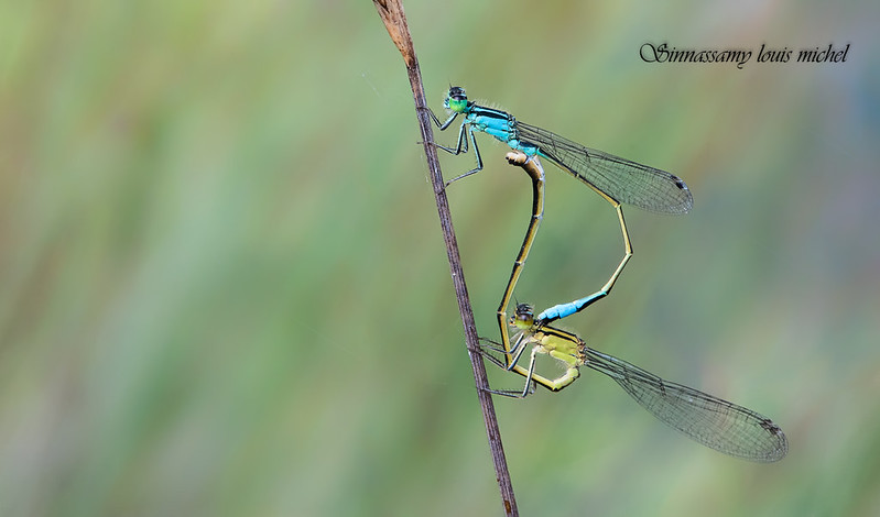Damselfly / Agrion