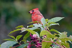 Cardinal with Pokeweed Berry