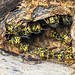 Western Yellowjackets - Vespula pensylvanica (Vespidae, Vespinae) 120z-8162654