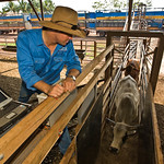 Australian livestock export program