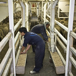 Australian livestock export program