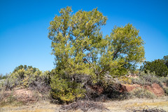 USA -New Mexico - Perea Nature Trail
