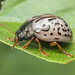 Dogwood Leaf Beetle - Calligrapha philadelphica (Chrysomelidae, Chrysomelinae, Chrysomelini) 120z-8312926