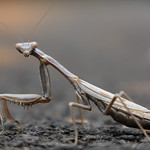 Mantis posing on the asphalt