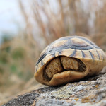A lost turtle above Poros