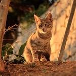 Young wild cat in Poros