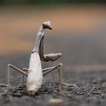 Mantis taking a sexy pose