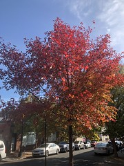 Brilliant red tree, fall color on 31st Street NW, Georgetown, Washington, D.C.