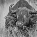 Cape Buffalo Browse © Dan Bernskoetter - 1st Place Black & White