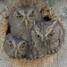 Owl Family © Beto Gutierrez - 1st Place Fauna