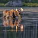 Moose in Sprague Lake © Frank Zurey - 2nd Place Image from Last Conference