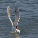 Tern with a catch © Beto Gutierrez - 3rd Place Fauna