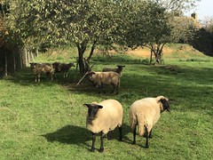 Sheep - Photo of Neuvillalais