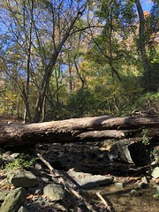 Fallen tree over the stream, Dumbarton Oaks Park, Washington, D.C.