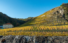 Vallée du Rhône,  les vignes en automne-6 - Photo of Ville-sous-Anjou