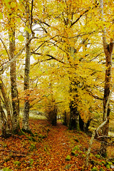 Chemin d'automne - Photo of Arbas