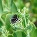 Garden stonecrop (with butterfly)