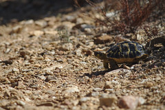 Tortue d-Hermann (Testudo hermanni) - Photo of Le Luc