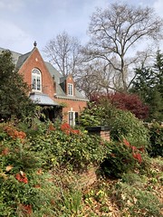 House on S Street NW, gardens with nandina and fall color, Georgetown, Washington, D.C.