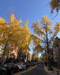 Yellow ginkgos, fall color on Corcoran Street NW, Washington, D.C.