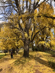 Yellow ginkgos, Rose Park path and 27th Street NW, Georgetown, Washington, D.C.