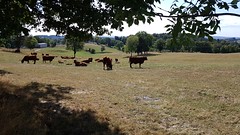 Vaches de Salers au pré - Photo of Freix-Anglards