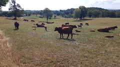 Vaches de Salers au pré - Photo of Freix-Anglards