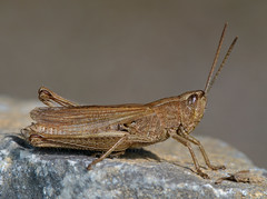 Chorthippus dorsatus male - Photo of Poligny