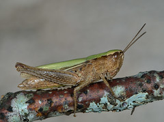 Chorthippus dorsatus female - Photo of Bénévent-et-Charbillac