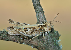 Dociostaurus jagoi - Photo of Sainte-Croix-à-Lauze