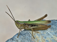 Chorthippus dorsatus male - Photo of La Fare-en-Champsaur