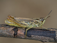 Chorthippus apricarius female - Photo of Mazet-Saint-Voy