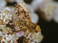 Oxyna flavipennis - Photo of Lapte