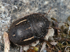 Odontoscelis fuliginosa - Photo of Ongles