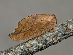 Drepanepteryx phalaenoides - Photo of Bénévent-et-Charbillac
