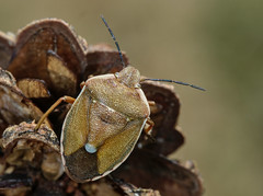 Chlorochroa pinicola - Photo of Saint-Christol