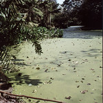 Jardin Botanico Nacional - Santo Domingo - Dominican Republic Mar 1992 8