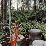Jardin Botanico Nacional - Santo Domingo - Dominican Republic Mar 1992 10