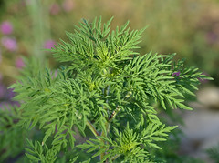 Ambrosia artemisiifolia - Photo of Haybes